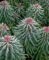 Euphorbia Wulfenii